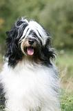 TERRIER DU TIBET 334